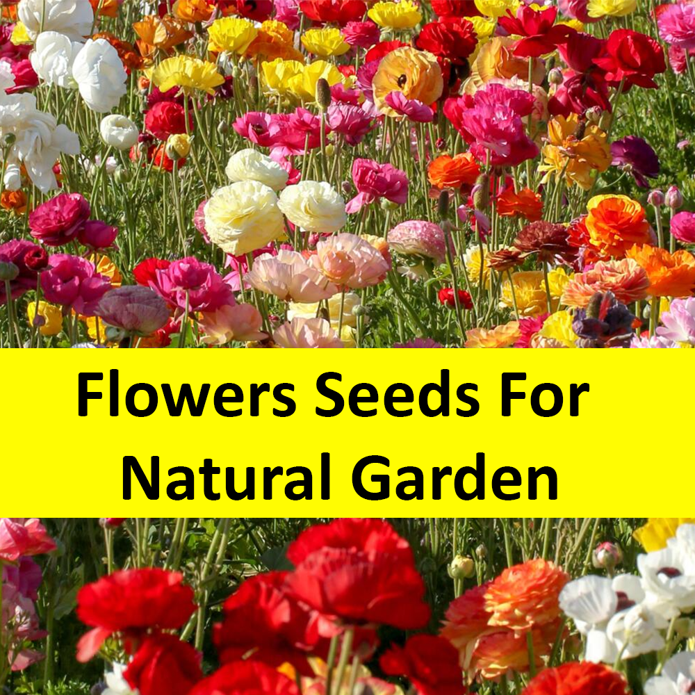 Garden Plants GA
