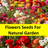 Garden Plant C