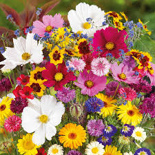 Garden Plant C