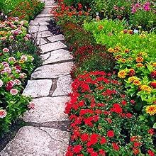 Garden Plant C