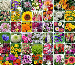 Garden Plant C